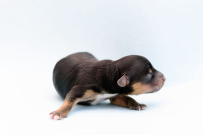 Cute puppy sitting on white background