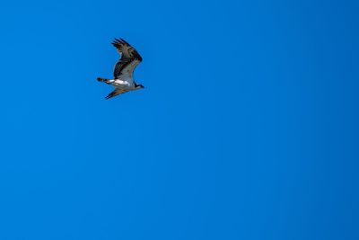 Low angle view of seagull flying in sky