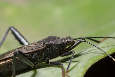 Close-up of assassin bug on green leaf