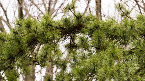 Close-up of pine tree