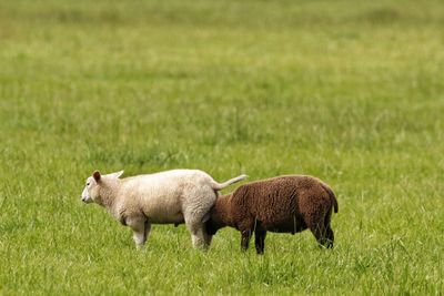 Side view of sheep on field