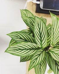 High angle view of potted plant on table at home