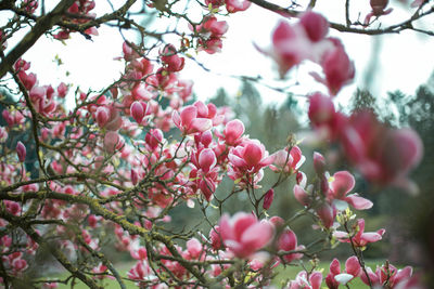 Low angle view of pink cherry blossoms on tree