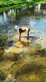 Dog in a lake