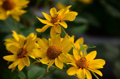 Close-up of yellow flower