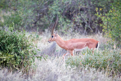 Side view of deer standing on field