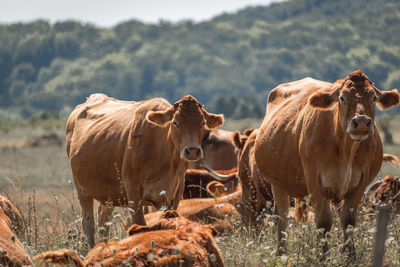 Cows in a field