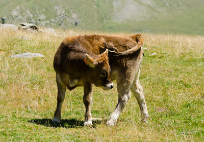 Horses in a field