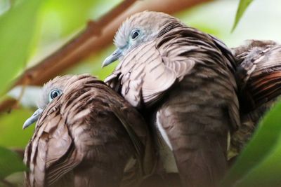 Close-up of bird perching outdoors