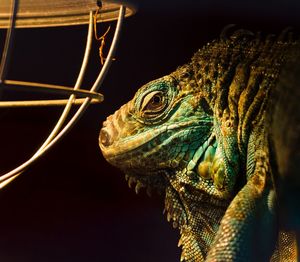 Close-up of turtle on black background