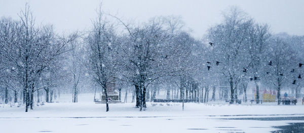 Bare trees on snow covered landscape