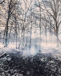 Bare trees in forest