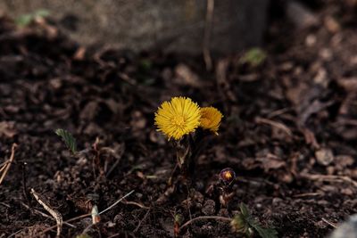 Close-up of yellow flower blooming in field