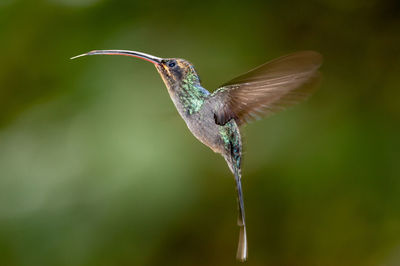 Close-up of bird flying