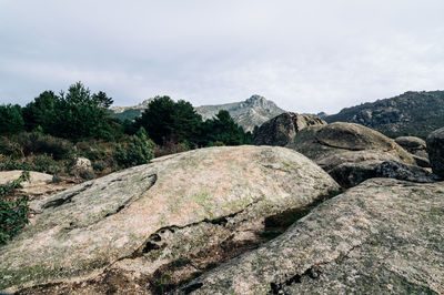 Plants growing by rocky mountains against cloudy sky