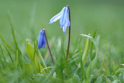 Close-up of purple crocus blooming on field