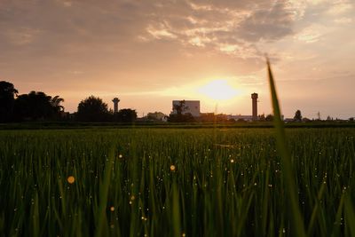 Crops growing on field against sky during sunset