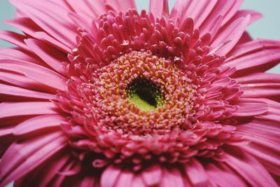 Close-up of pink daisy flower