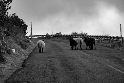 View of horses walking on bridge against sky