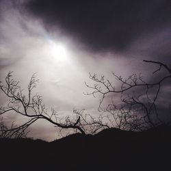 Silhouette of bare trees against sunset sky