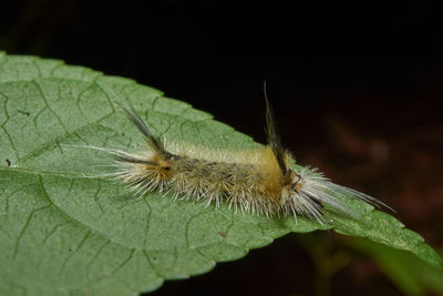 Close-up of insect on leaf