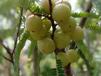 Low angle view of fruits growing on tree