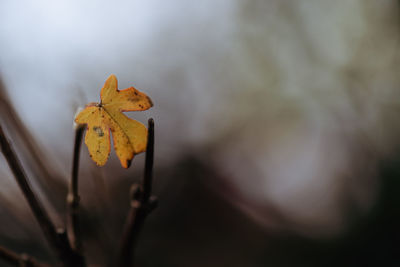 Close-up of dry leaf against blurred background