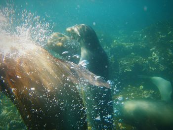 Fish swimming in sea