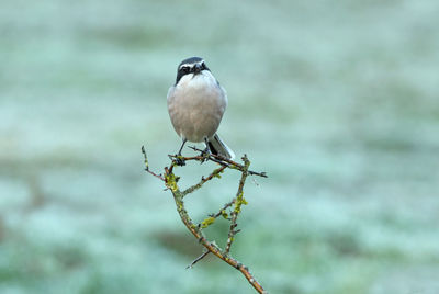 Close-up of bird perching on plant