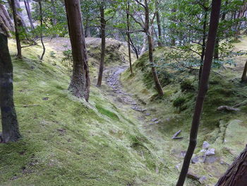 View of trees in forest