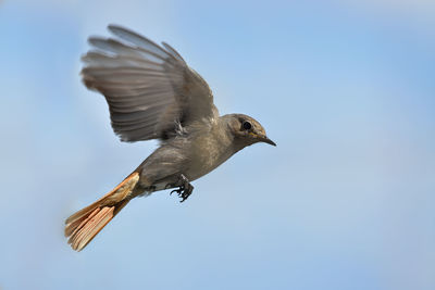 Low angle view of seagull flying against clear sky