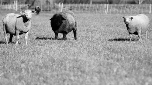 Sheep in a field