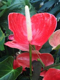 Close-up of wet red flowers blooming outdoors