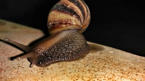 Close-up of snail