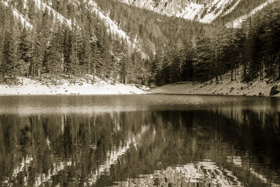 Scenic view of lake in forest during winter