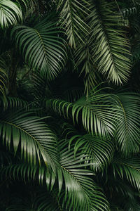 Full frame shot of palm tree leaves