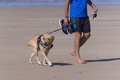 Low section of person with dog walking on beach