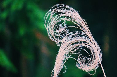 Low angle view of spider web