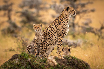 Cheetahs sitting on rock in forest