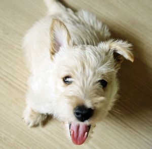 High angle portrait of dog at home