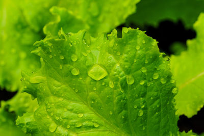 Close-up of wet plant leaves during rainy season