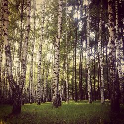 Trees in forest