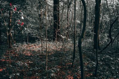 Trees growing in forest during autumn