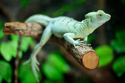 Close-up of lizard on tree