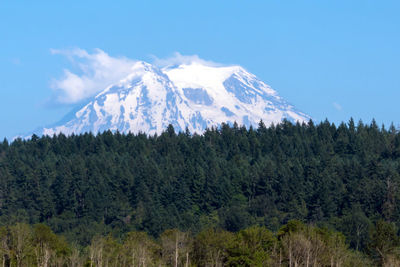 Scenic view of trees in forest against blue sky