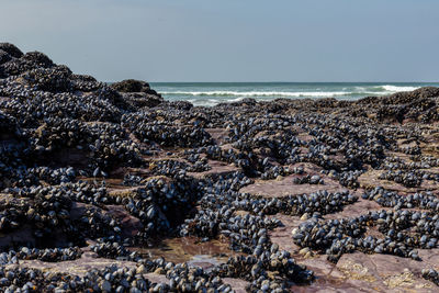 Scenic view of sea against clear sky