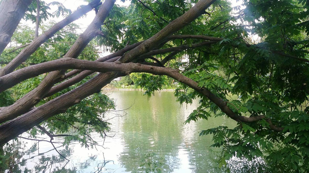 Trees at liezensee