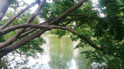 Reflection of trees in lake