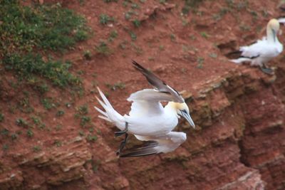 High angle view of bird flying over land