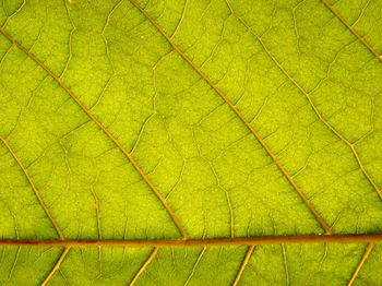 Full frame shot of green leaf